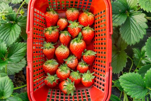 草莓——摄图
