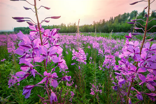 紫色花有哪些品种 农业项目 土流网