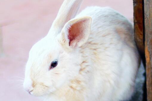 兔子——摄图