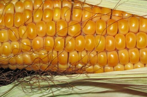 玉米大豆——摄图