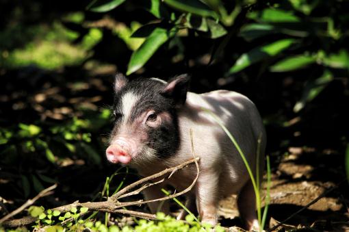 生猪养殖——摄图