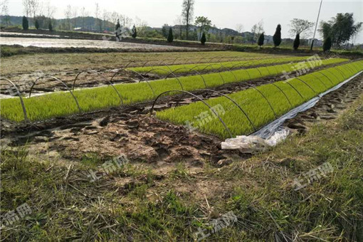 江苏省句容开发区2016年农业支持保护补贴发了吗？