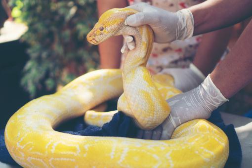 蟒蛇——摄图