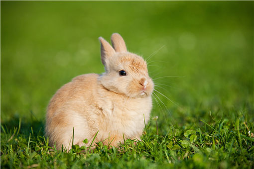 兔子多少钱一只?怎么分公母?
