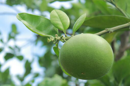 柚子品种有哪些 哪个品种的好吃 18年种哪种效益高 土流网