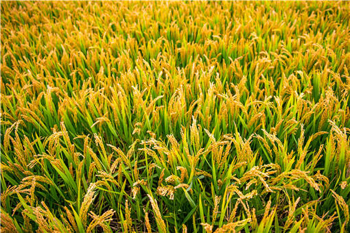 中国农业-摄图网