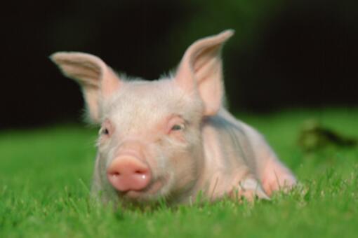 生猪生产——摄图