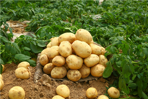 土豆-摄图网