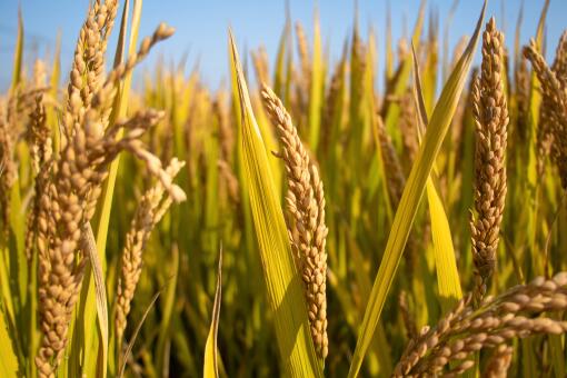 水稻小麦最低收购价-摄图网