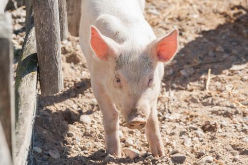 农田养猪场-摄图网
