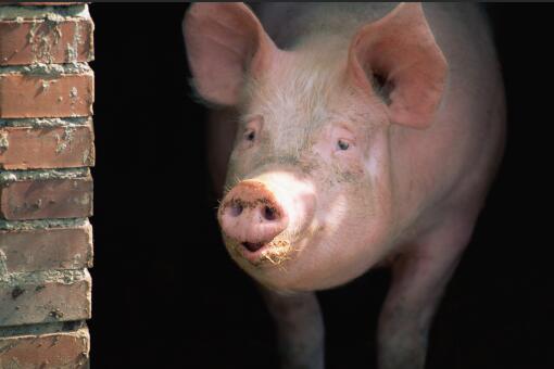 农村建养猪场有哪些要求-摄图网
