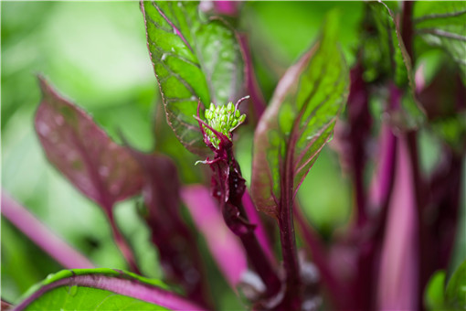红菜苔什么时间种植最好 高产栽培技术介绍 土流网