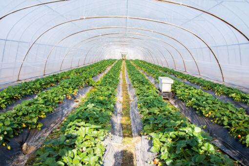 蔬菜大棚造價每畝要多少錢2020年每畝能補助多少錢