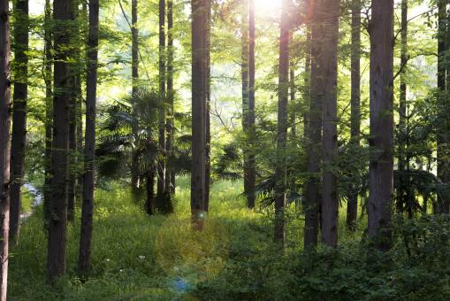 大理森林——摄图