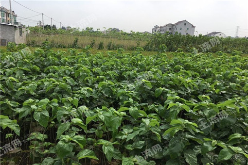 建设用地占用程序及用地管理