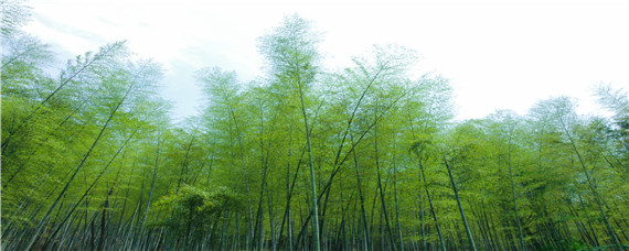 竹子怎样种植-摄图网