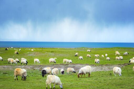 山羊养殖——摄图