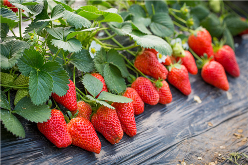 草莓是什么季节的水果 几月份可以摘草莓 土流网
