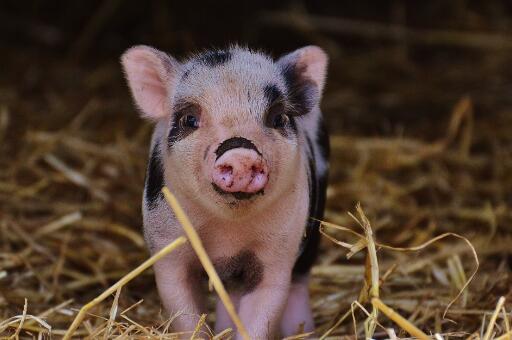 猪——摄图