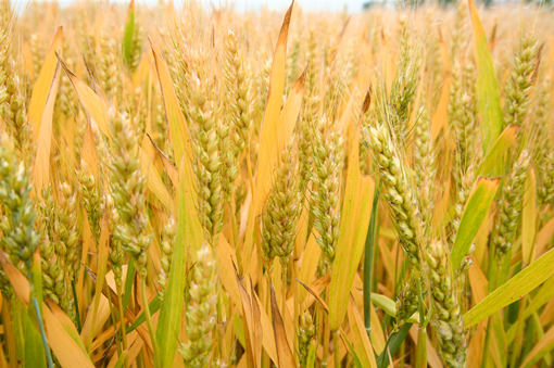 2015年小麦补贴将通过“一卡通”足额兑付到农户储蓄存折