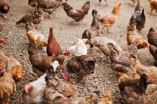 农村建个小型的养鸡场需要投资多少钱-摄图网