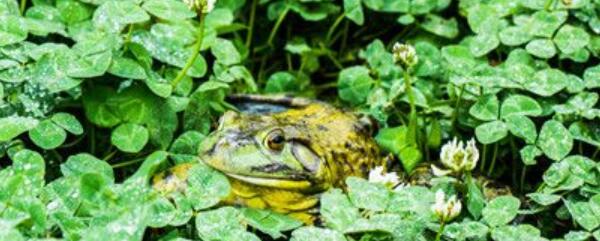 牛蛙是国家保护动物吗 土流网