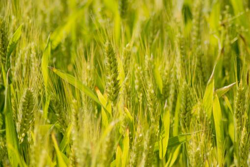 2021年小麦保护价-摄图网