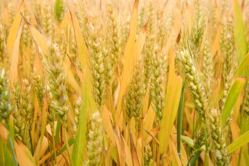 小麦价格走势-摄图网