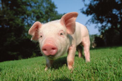 一年养50头猪赚多少钱-摄图网