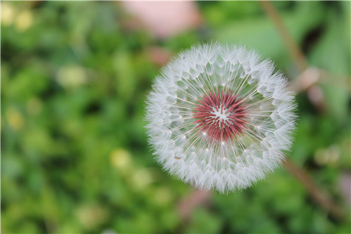 18年花卉种植中 哪些种类发展潜力大 土流网