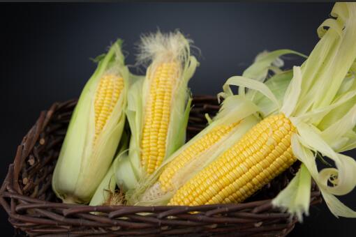 8月玉米价格-摄图网