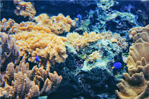70年地球所有珊瑚礁或将消失 为什么会消失 它是由什么组成 土流网