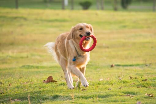 无脊椎动物 蟋蟀 蛐蛐 是靠什么发出鸣叫声的 什么时候叫 是怎么叫的 土流网