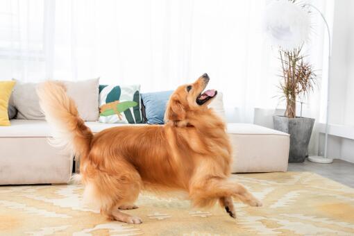 无脊椎动物 蟋蟀 蛐蛐 是靠什么发出鸣叫声的 什么时候叫 是怎么叫的 土流网