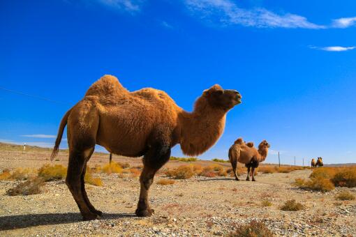 新疆1700多头骆驼集体做B超-摄图网