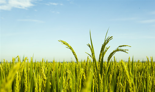 2015年种植小麦农资综合补贴农户可领取了