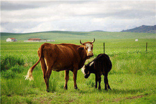 畜牧业-摄图网