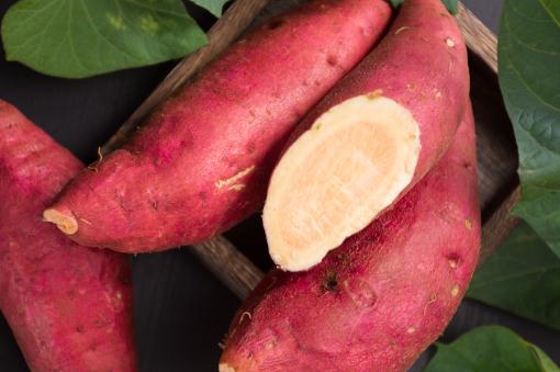 早春红薯栽培技术——摄图