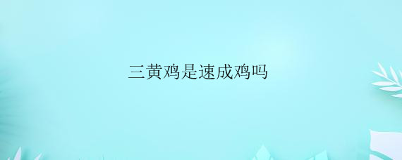 三黄鸡是速成鸡吗——自制