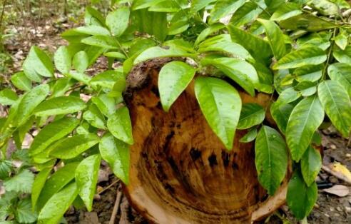 黄花梨目前市场价格多少钱一斤 现在黄花梨树苗多少钱一棵 怎么种植 土流网