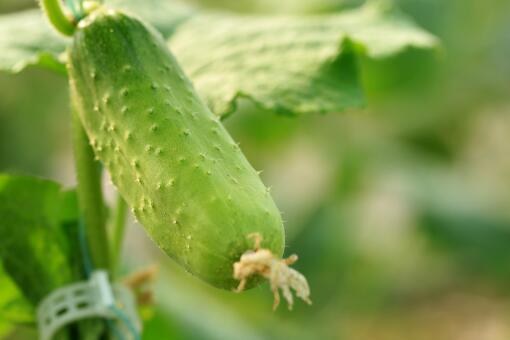 攀援草本植物黄瓜生长期施什么肥料好 一亩地大概用多少肥料 土流网