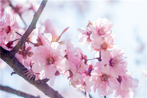 长寿之神 桃花一般什么时候开花 几月份开始凋谢 土流网