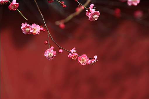 蔷薇科 梅花 生长在什么地方 象征着什么意义 花果能食用吗 能不能扦插繁殖 土流网