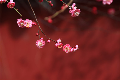 中国国花是什么花 我国十大名花分别是哪些花 分别在几月开花 土流网