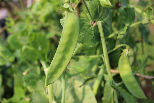 荷兰豆什么时候种植比较好 有哪些营养价值及功效 土流网