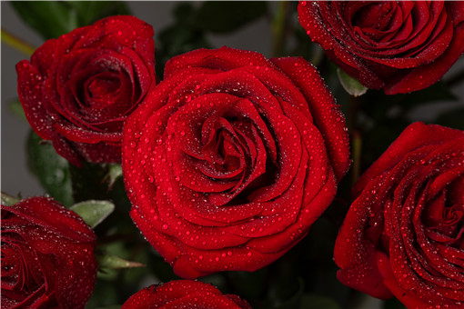 英国国花 玫瑰花是什么时候开花 最适宜在什么时候种植 大棚种植利润如何 土流网