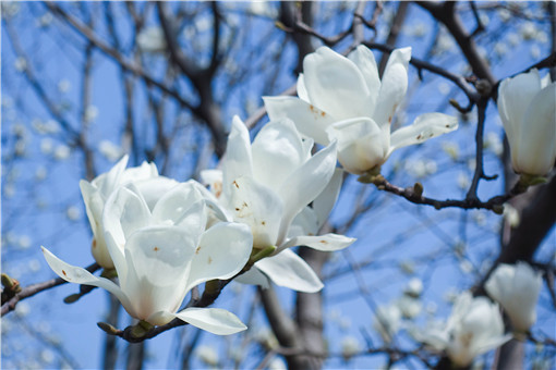 中国著名花木 白玉兰树什么时候开花 怎么养最好 多少钱一棵 土流网