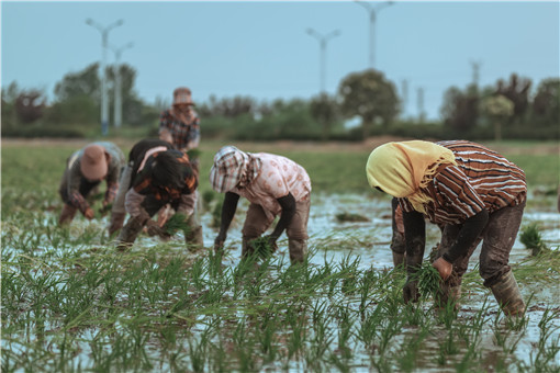 楚雄州农业供给侧结构性改革实施方案-摄图网