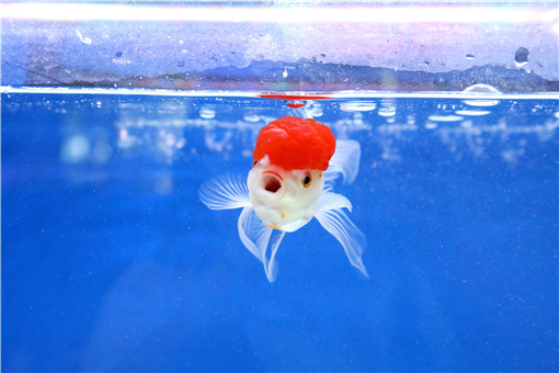 金鱼祖先 草金鱼 价格多少钱一条 能长多大 怎么饲养 土流网