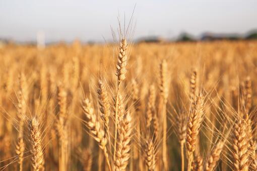 2018小麦收购价格上涨-摄图网
